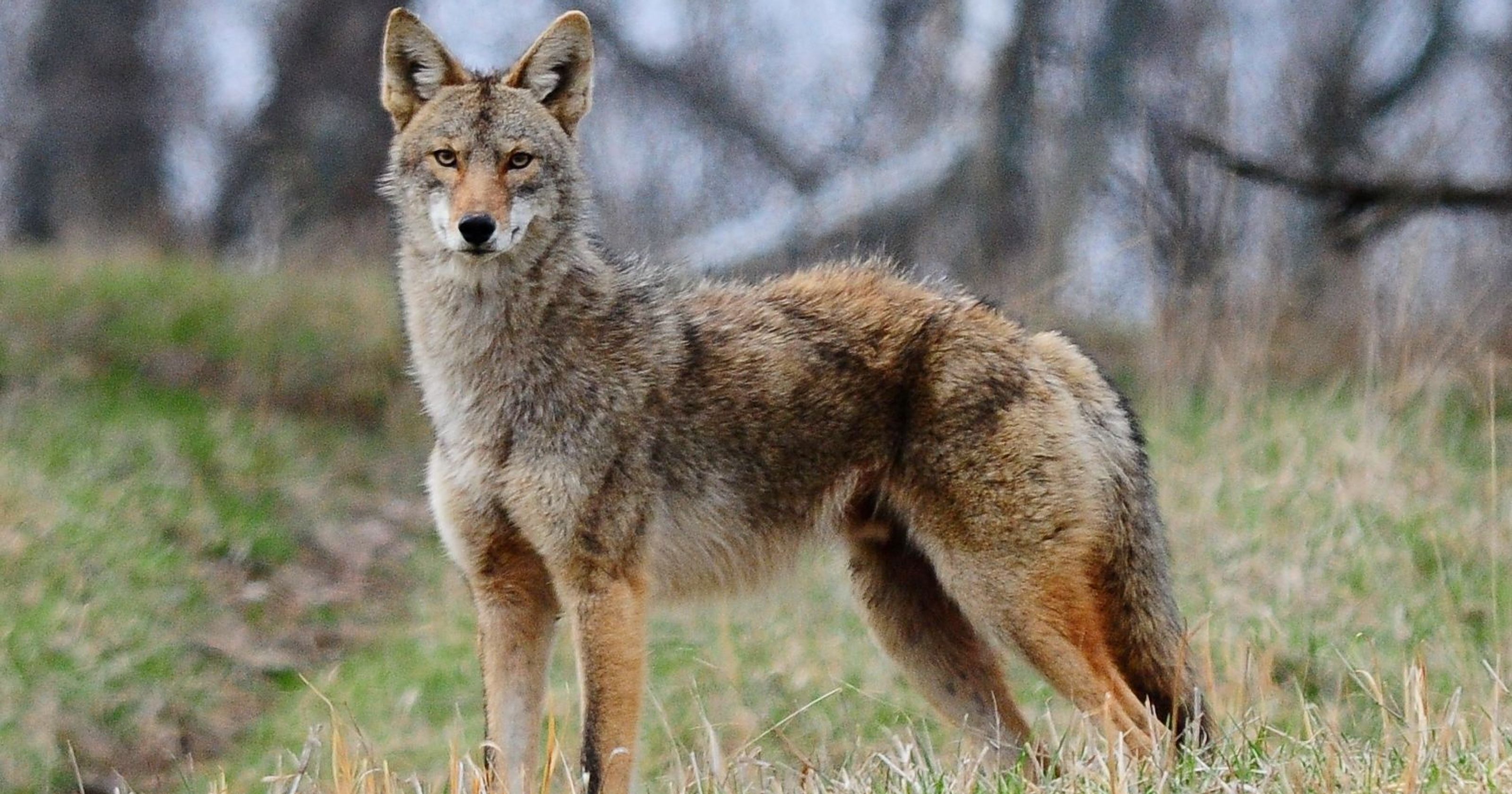 Many Coyote Sightings In Regional Parks Post News Group