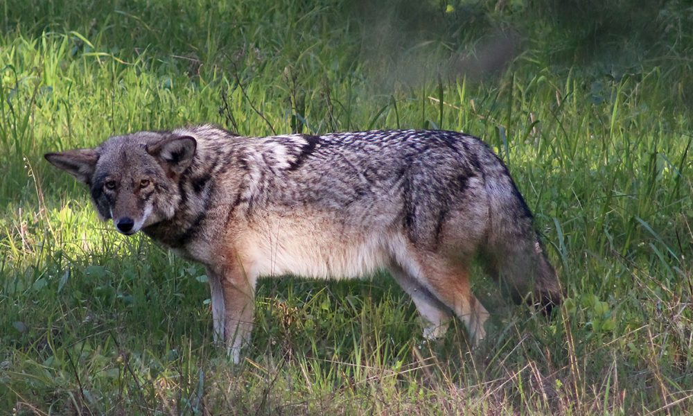 Some Hiking Trails Closed to Dogs Until Fall Due to Coyote Pupping