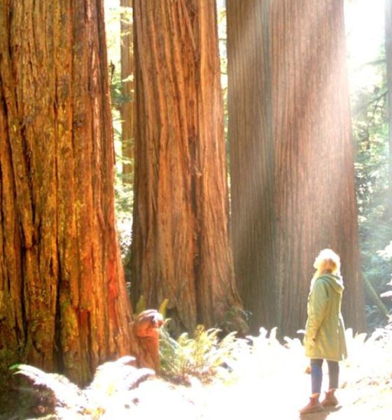 A woman stands amid towering redwood trees in a forest. Photo courtesy of Marin County Free Library.