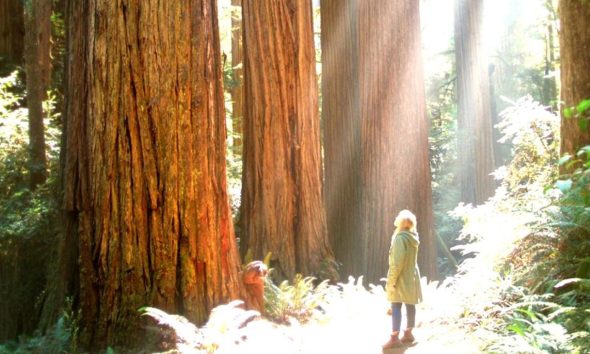 A woman stands amid towering redwood trees in a forest. Photo courtesy of Marin County Free Library.