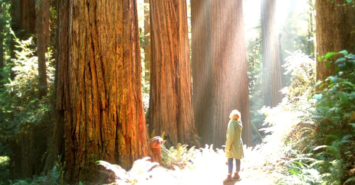 A woman stands amid towering redwood trees in a forest. Photo courtesy of Marin County Free Library.