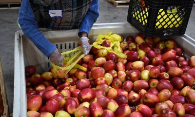 Volunteer at Alameda County Food Bank sorting food to distribute to the hundreds of community organizations across the county. Cities like Oakland are experiencing large numbers of food insecure households that use food banks to supplement their weekly meals instead of buying expensive groceries from their local markets. Photo by Magaly Muñoz.