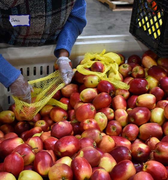 Volunteer at Alameda County Food Bank sorting food to distribute to the hundreds of community organizations across the county. Cities like Oakland are experiencing large numbers of food insecure households that use food banks to supplement their weekly meals instead of buying expensive groceries from their local markets. Photo by Magaly Muñoz.